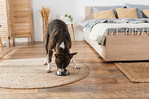 american staffordshire terrier eating pet food from bowl on round rattan carpet in bedroom