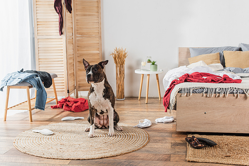 american staffordshire terrier sitting on rattan carpet around clothes on floor in messy bedroom