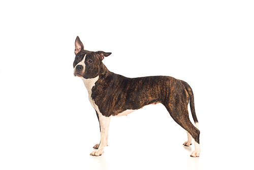 american staffordshire terrier standing isolated on white