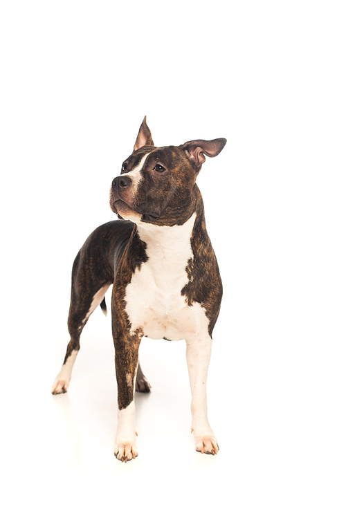 purebred american staffordshire terrier standing isolated on white