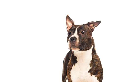 purebred american staffordshire terrier looking away isolated on white