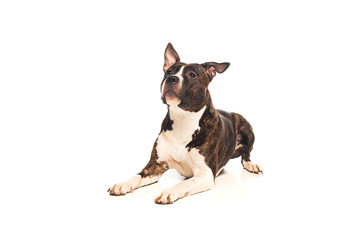 purebred american staffordshire terrier lying and looking away isolated on white