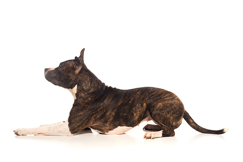 purebred staffordshire terrier lying isolated on white