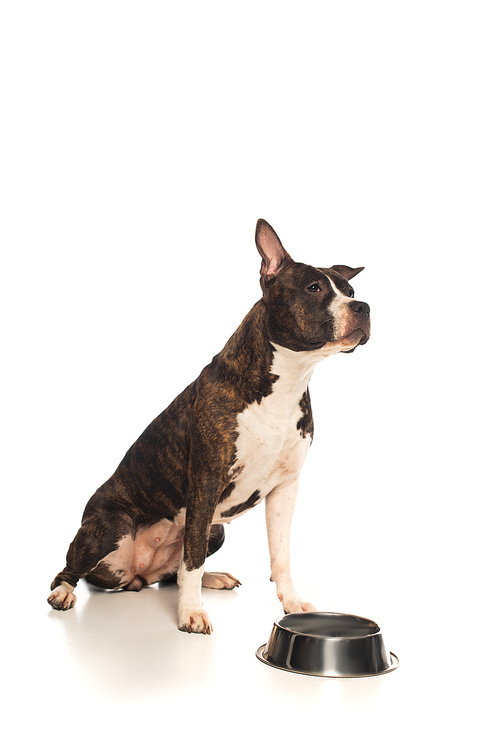 purebred american staffordshire terrier sitting near bowl with pet food isolated on white