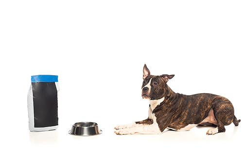 purebred american staffordshire terrier lying near bowl and bag with pet food isolated on white