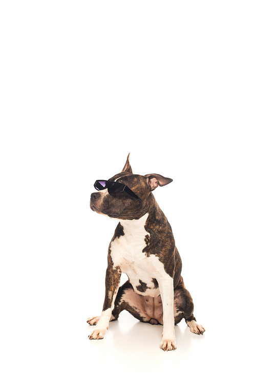 american staffordshire terrier in sunglasses sitting on white