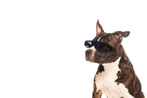 american staffordshire terrier in stylish sunglasses isolated on white