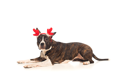 american staffordshire terrier in reindeer antlers headband lying isolated on white