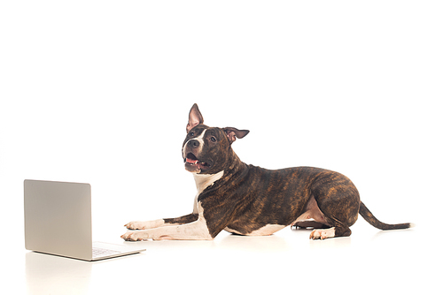 american staffordshire terrier lying near modern laptop on white