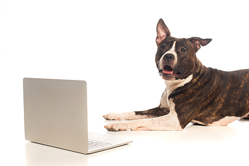 american staffordshire terrier lying near laptop on white