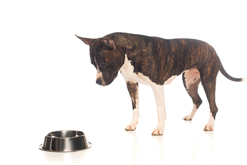 purebred american staffordshire terrier standing near bowl with pet food on white