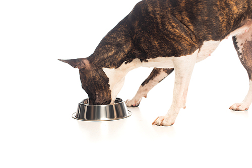 purebred american staffordshire terrier standing near bowl and eating pet food on white