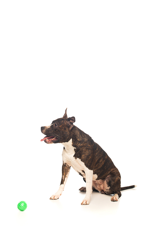 purebred american staffordshire terrier sitting near rubber ball on white