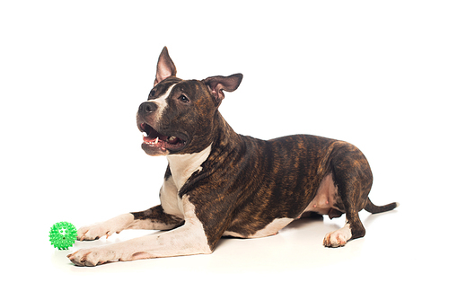 purebred american staffordshire terrier lying near rubber ball on white