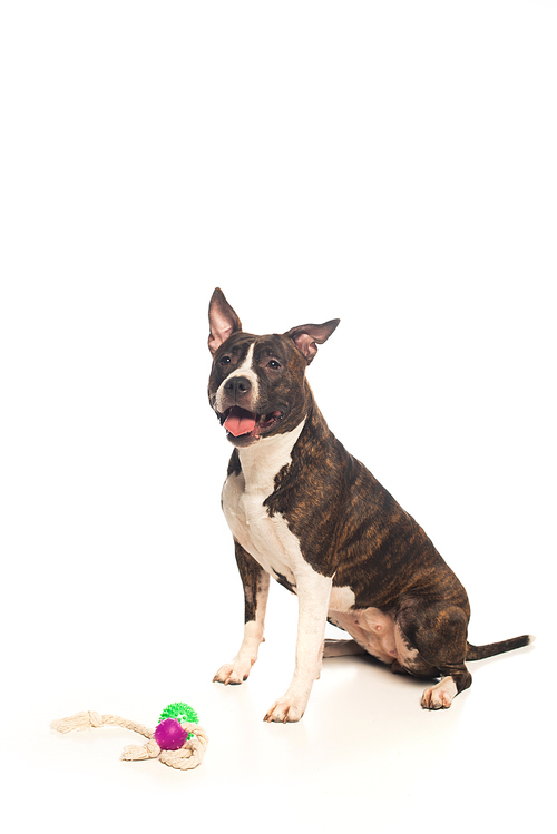 purebred american staffordshire terrier sitting near rubber toys on white