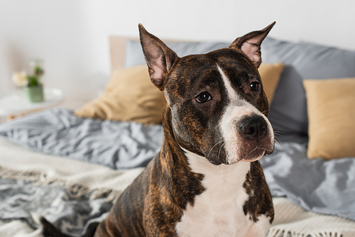 close up of american staffordshire terrier at home