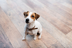 Jack russell terrier sitting on floor at home