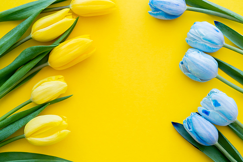 Top view of blue and yellow tulips on background with copy space