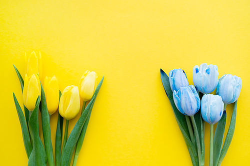 Top view of blue and yellow tulips with leaves on background