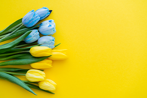 Top view of bouquet of yellow and blue tulips on background with copy space