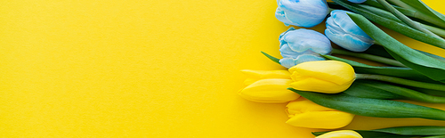 Top view of blue and yellow tulips on background with copy space, banner