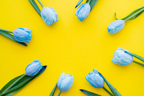 Top view of frame from blue tulips on yellow background