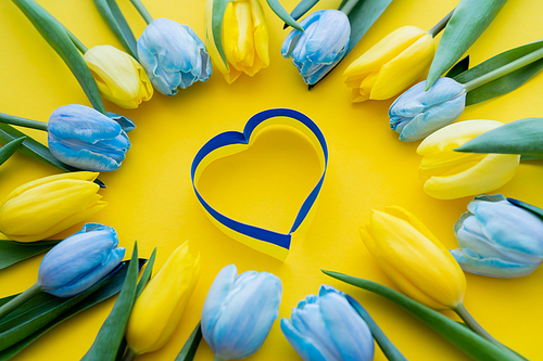 Top view of blue and yellow ribbon in heart shape near tulips on background