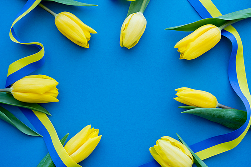 Top view of frame from tulips and blue and yellow ribbon on background