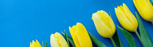 Top view of yellow tulips with leaves on blue background, banner