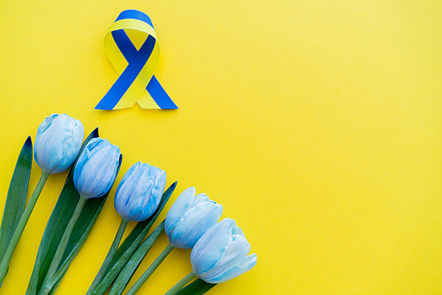 Top view of blue and yellow ribbon near tulips on background with copy space