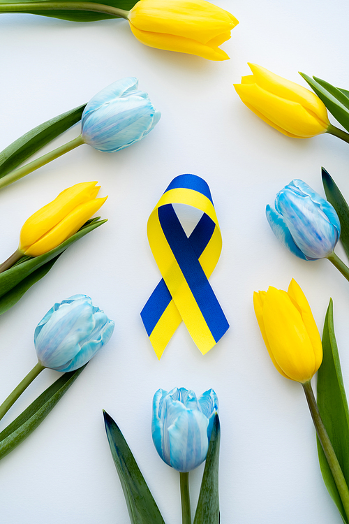 Top view of blue and yellow ribbon near tulips on white background