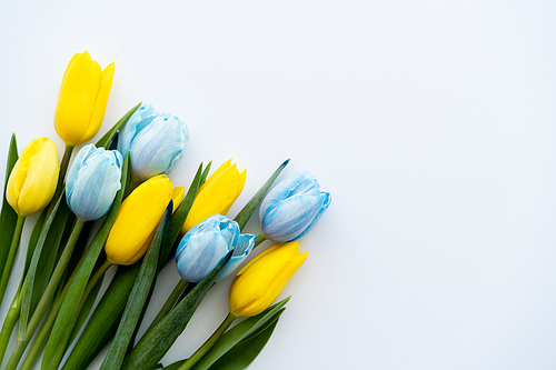 Top view of blue and yellow tulips on white background with copy space