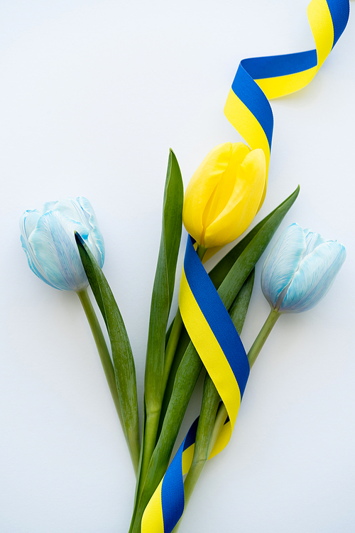 Top view of blue and yellow ribbon on tulips on white background