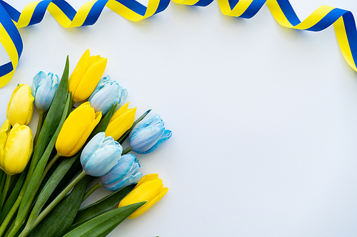 Top view of curly blue and yellow ribbon near tulips on white background