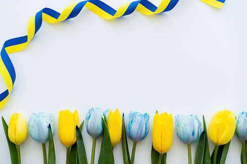 Top view of curly yellow and blue ribbon near row of tulips on white background