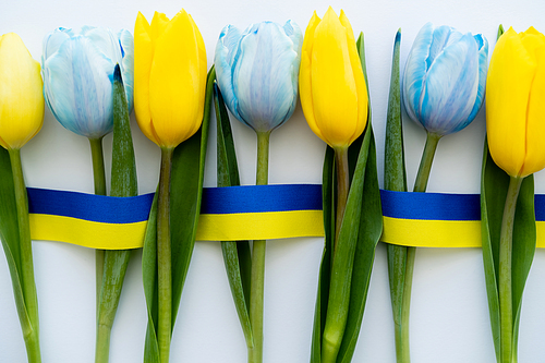 Top view of tulips near blue and yellow ribbon on white background