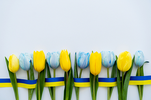 Top view of blue and yellow tulips and ribbon on white background