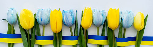 Top view of row of blue and yellow tulips and ribbon on white background, banner