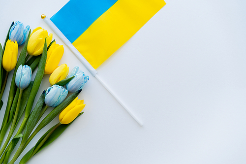 Top view of ukrainian flag near tulips on white background