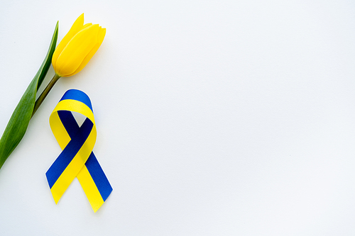 Top view of blue and yellow ribbon near tulip on white background with copy space