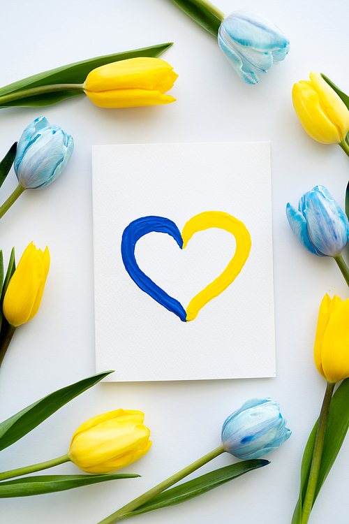 Top view of card with painted heart sign in frame of blue and yellow tulips on white background