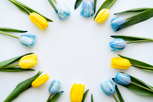 Top view of frame from blue and yellow tulips on white background