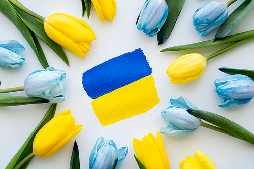 Top view of painted ukrainian flag in frame of blue and yellow tulips on white background