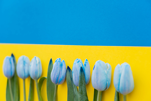 Blurred tulips on ukrainian flag with copy space