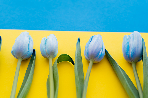 Close up view of tulips with leaves on blurred ukrainian flag