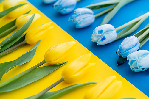 Close up view of blurred rows of tulips on ukrainian flag