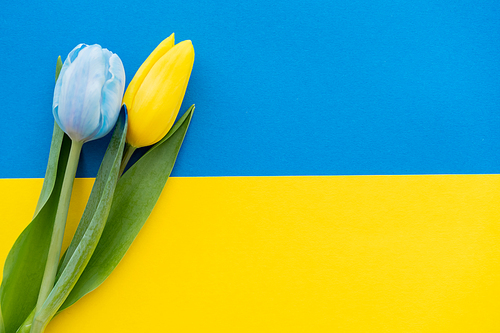 Top view of tulips with leaves on ukrainian flag with copy space