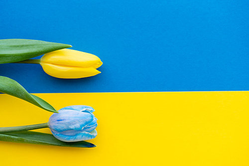 Top view of yellow and blue flowers on ukrainian flag with copy space