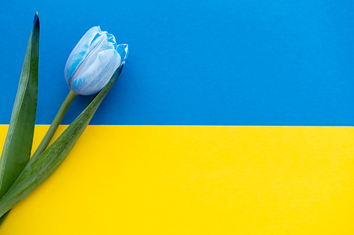 Top view of tulip with leaves on ukrainian flag