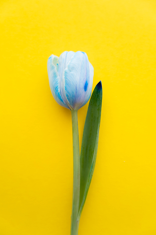 Top view of blue tulip on yellow background